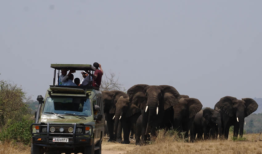 Akagera National Park - Wildlife