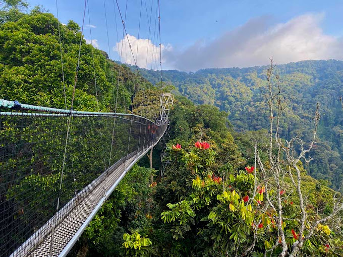nyungwe301.jpg
